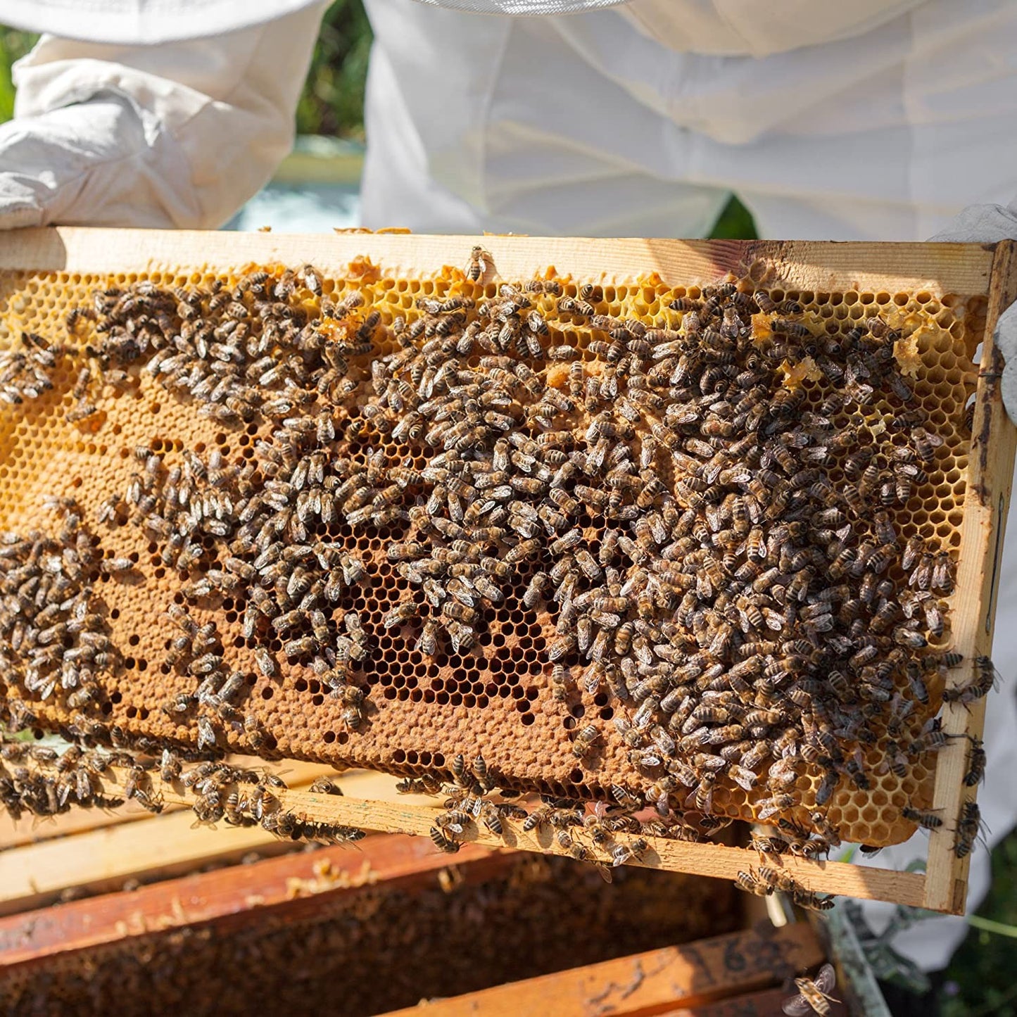 Close-up of a beekeeper in white protective gear holding a honeycomb frame covered with active honeybees, illustrating natural beekeeping connected to Health & Wellness, Soaps, USA Made, and Best Sellers collections.