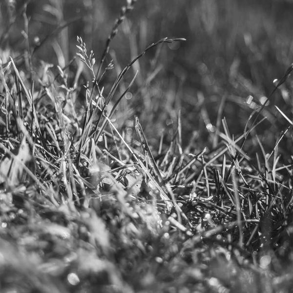 Close-up black and white image of dew-covered grass blades and small plants in a natural setting, evoking a quiet, fresh morning mood for Best Sellers and P3 Testing collections.