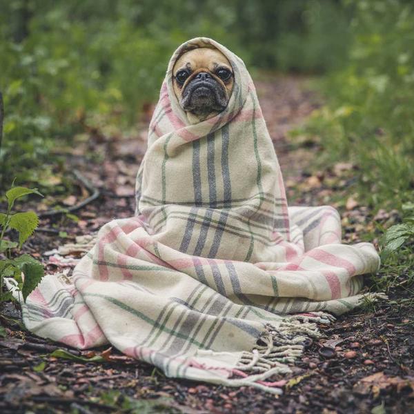 Small dog wrapped snugly in a soft plaid blanket sitting outdoors on a forest path, evoking warmth and comfort for Best Sellers and P3 Testing collections.