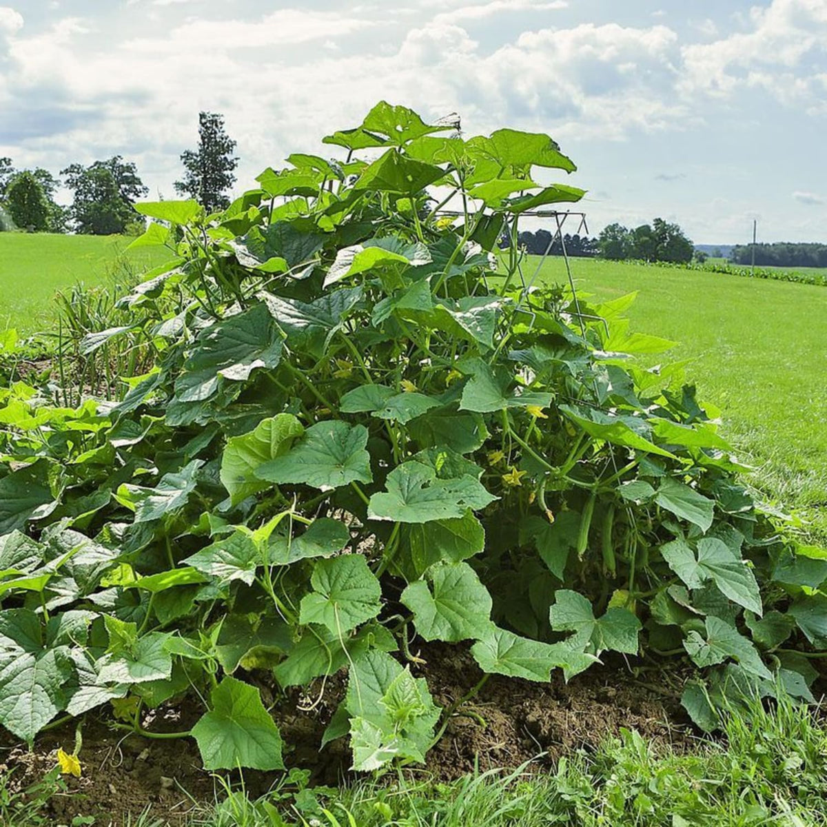A-Frame Garden Trellis for Cucumber and Squash