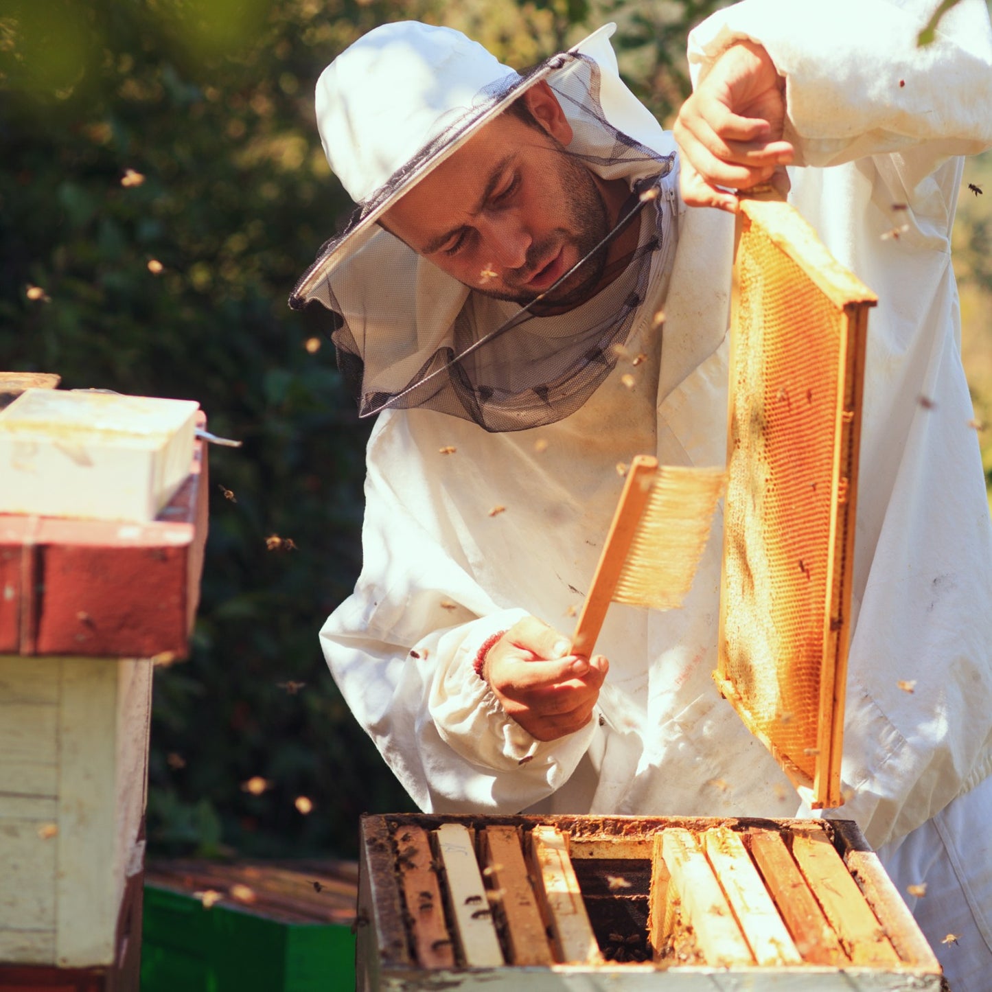 Beekeeper wearing protective gear inspecting a honeycomb frame with a bee brush near a wooden bee box, representing handmade Amish beekeeping supplies from the USA.