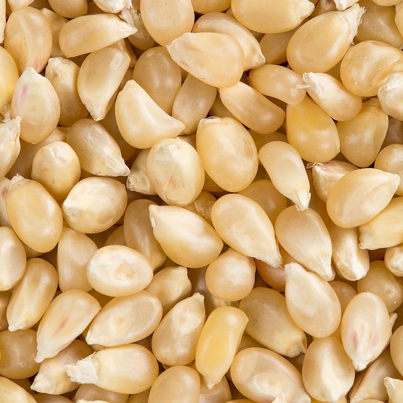 Close-up of natural light-colored popcorn kernels, harvested and dried in the USA, perfect for snacks and sweets in Kitchen & Food, Food, Popcorn, USA Made, Best Sellers, and Promo Eligible collections.
