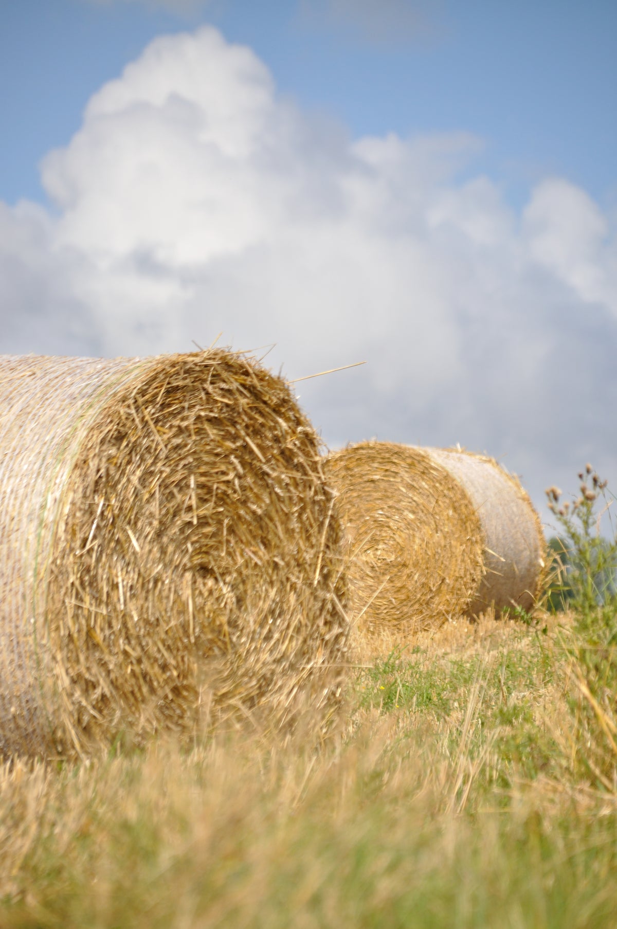 Making Hay While the Sun Shines [part 2]