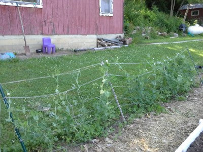 American Gardens: Ohio Gardener Plants His Way to Independence
