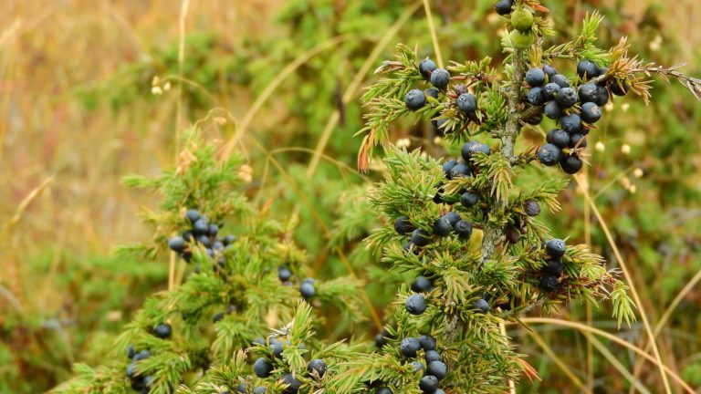 Delicious Recipes for Cooking with Juniper Berries