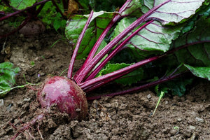 Traditional Harvard Beets