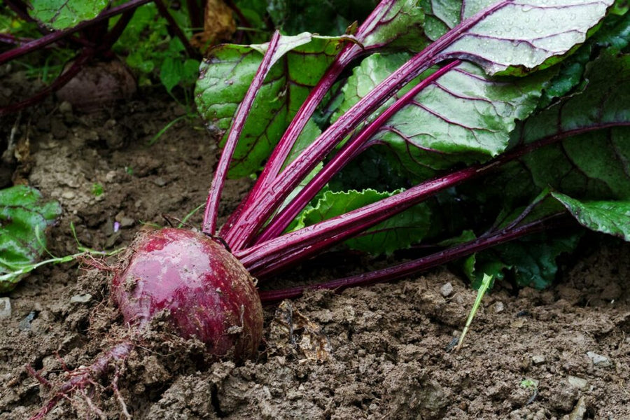 Traditional Harvard Beets