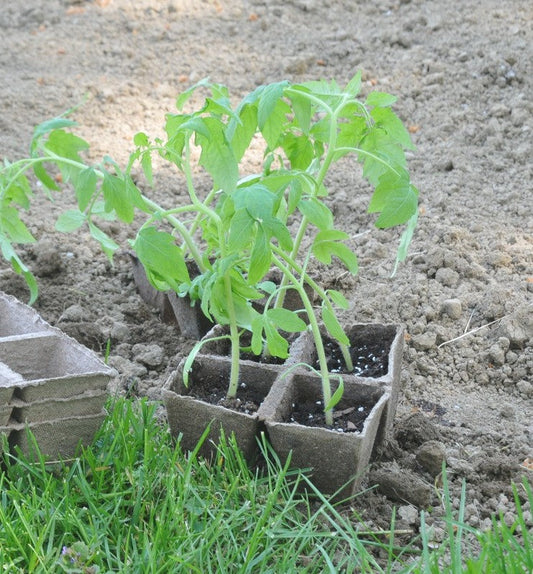Here's what you're growing