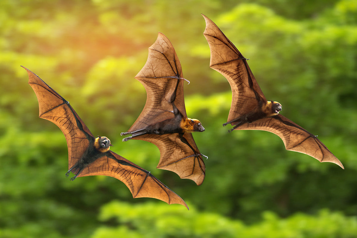 Bats and Squirrels: Balancing Biodiversity