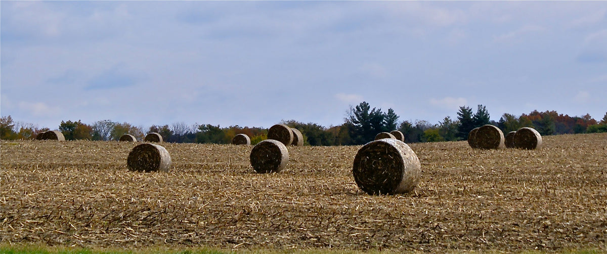 Uncle John and the Hay Wagon