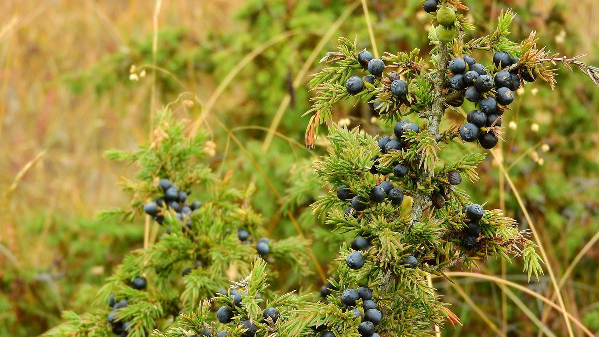 Delicious Recipes for Cooking with Juniper Berries