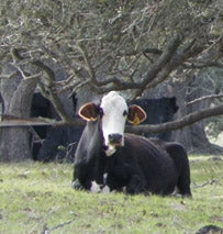 A Small Texas Town Makes A Big Impression