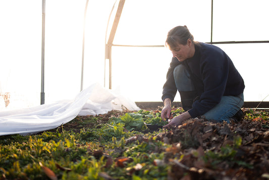 What's Happening On The Homestead: Fresh Salad Greens And Seed Starting