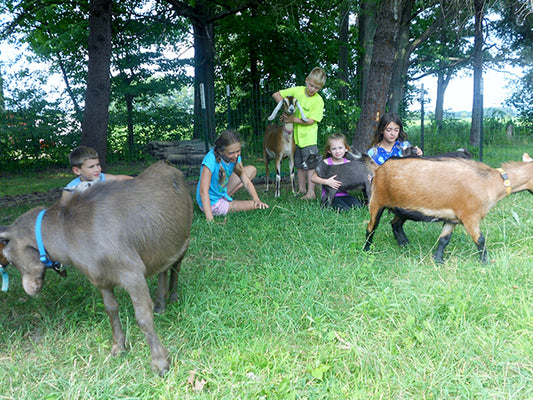 Amish Country Farm Grows Goats, Guinea Hogs and Great Family