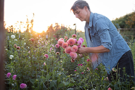 Easy Steps to Enjoying an Annual Garden