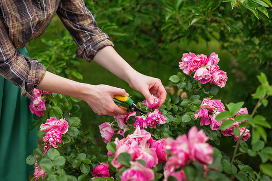 How to Prune Your Flowering Bushes