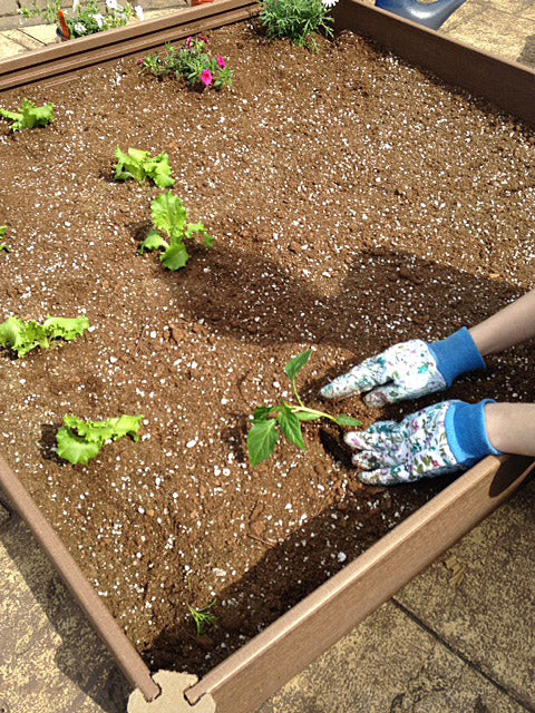 Teenage Gardener Shares Tips for First-Time Growers