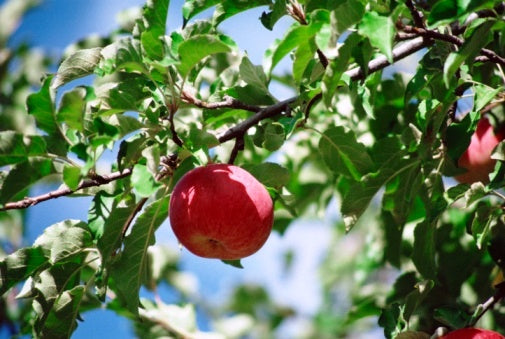 Apple Adventures