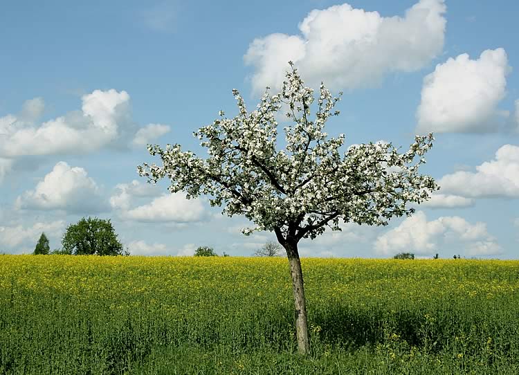 Pruning Fruit Trees