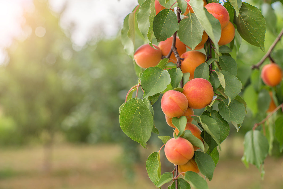 How to Prune Fruit Trees: A Step-by-Step Guide