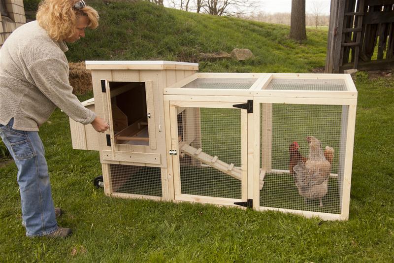 Backyard Chickens: Choosing the Right Breed