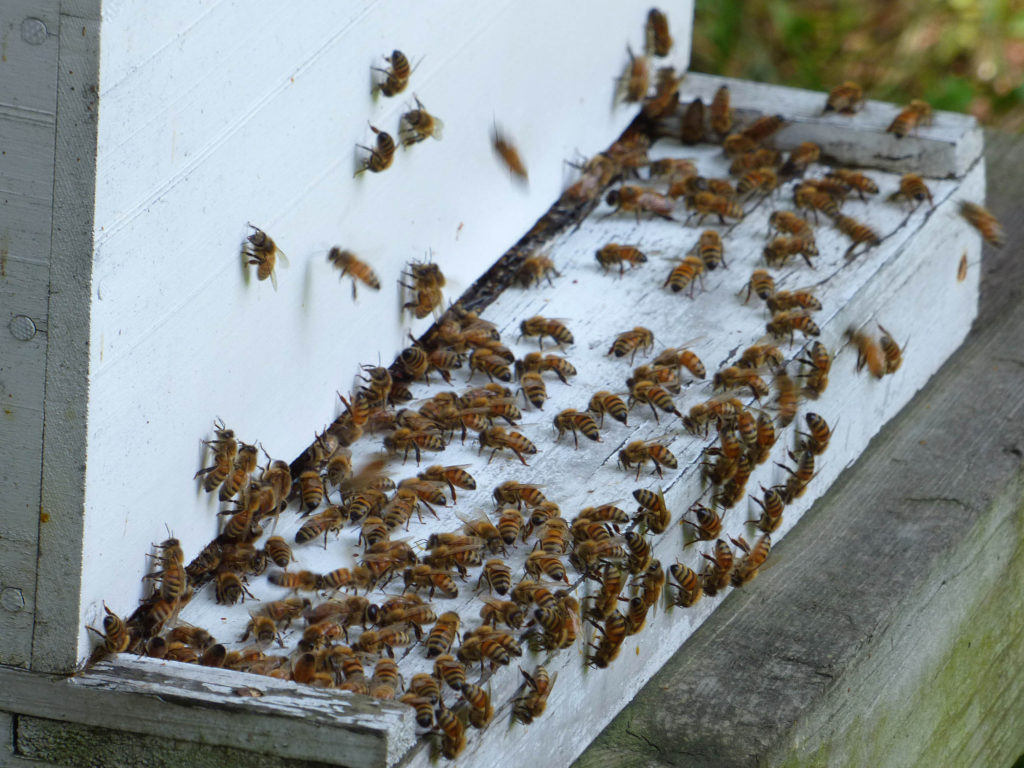 Family Beekeeping: Make A Plan for Next Year