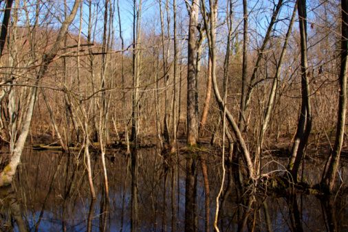 Bringing Back A Swamp
