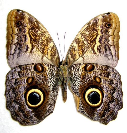 Butterfly Defense