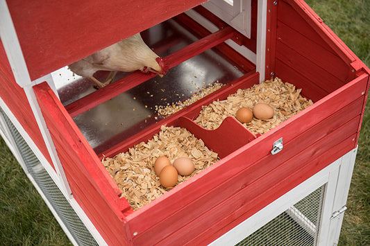 The Chicken Class at Lehman's: A Beginner's Guide