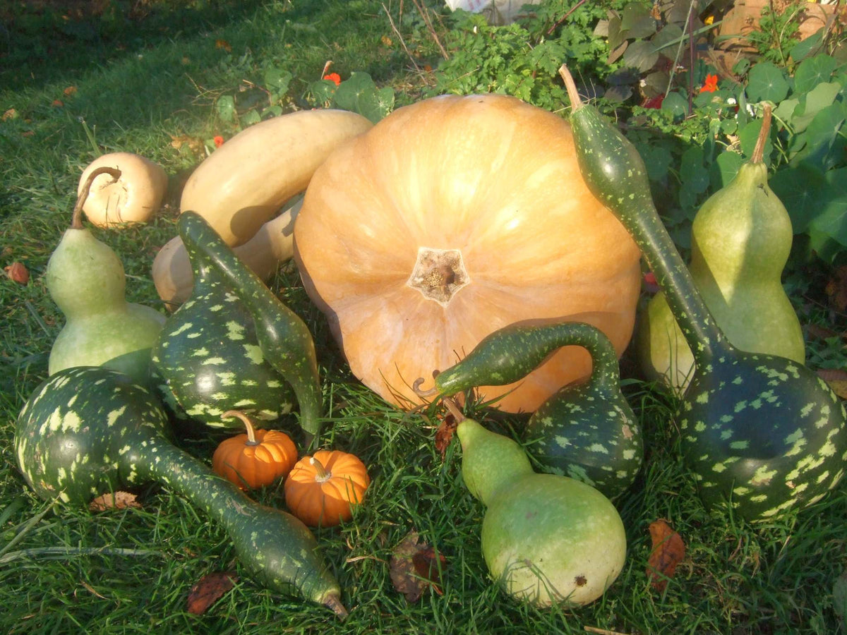 Dancing with the Gourds