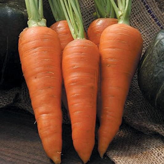 Grow a Countertop Carrot Crop