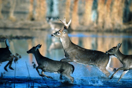Home Venison Processing: Economical, Healthy and Satisfying