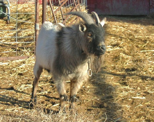 Don't Let An Early Morning Emergency Get Your Goat!