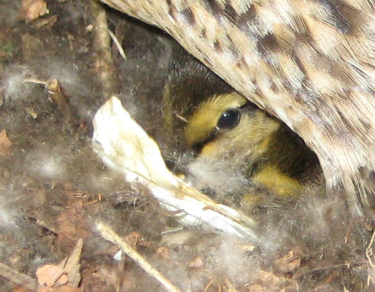 The Hatching - Duck update