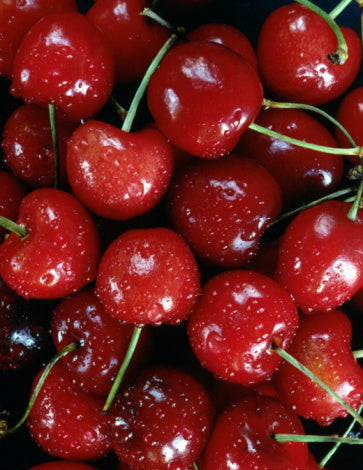 Fresh Cherries Bring Summer to Your Mouth