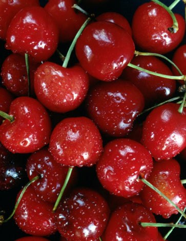 Fresh Cherries Bring Summer to Your Mouth