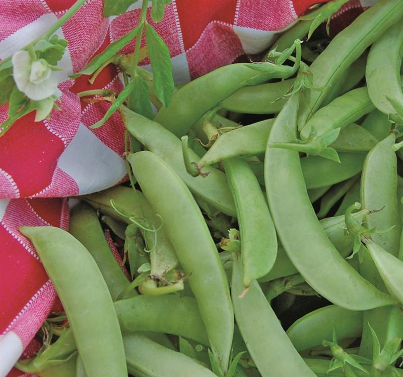 Garden Planning In The City