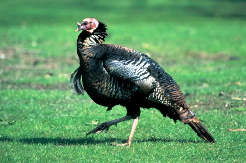 Gobblers and Goobers