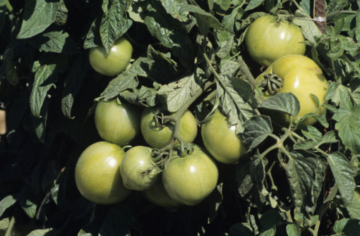 Going Green ... Tomatoes