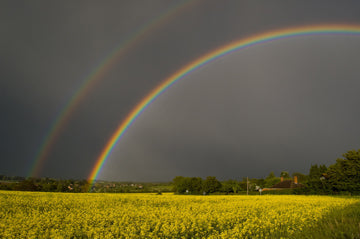 Harvestime Reflections From Ireland