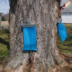 "Home Grown" Maple Syrup