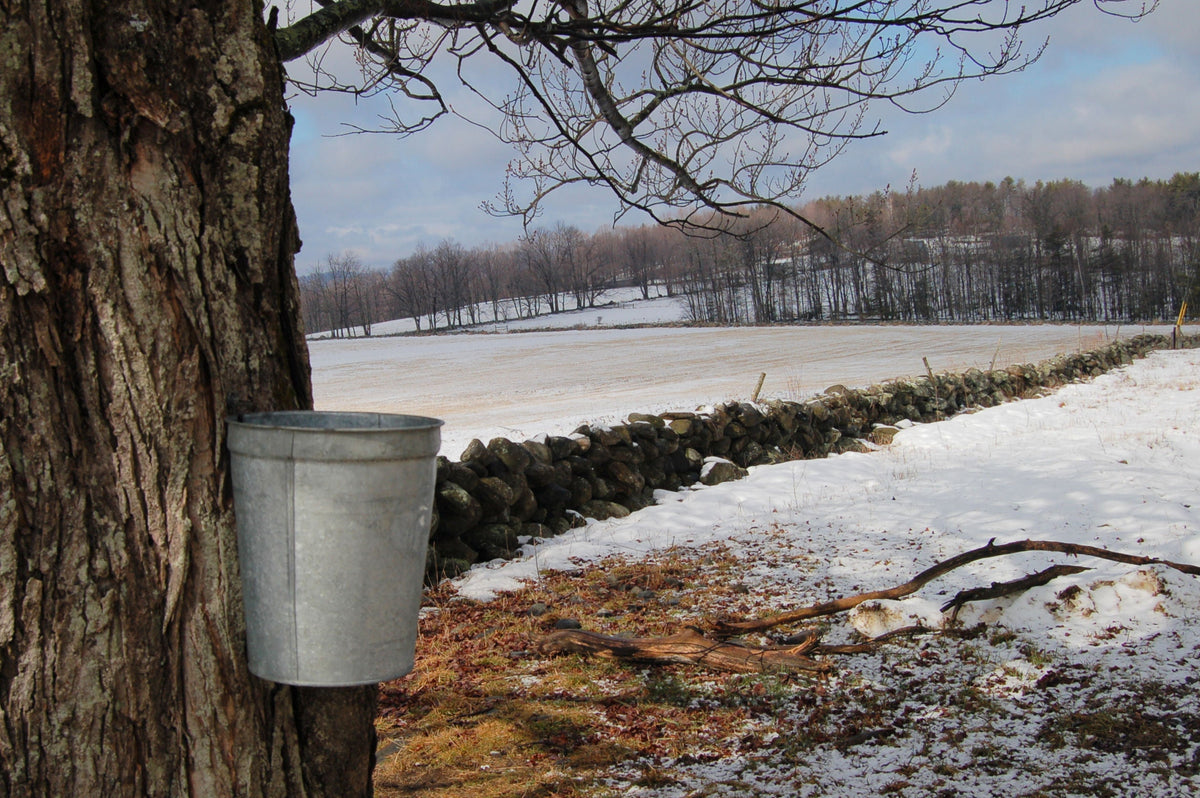 It's That Time Again, Part 1: Sap's Running