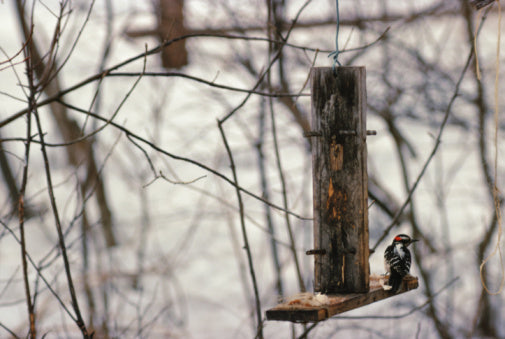 Keeping Feathered Friends Fighting Fit for Spring