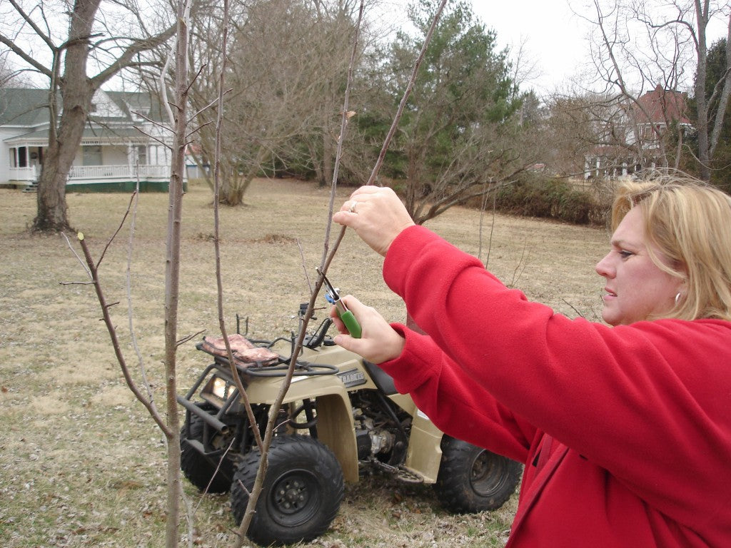 Keeping Fruit Trees Healthy for Years to Come
