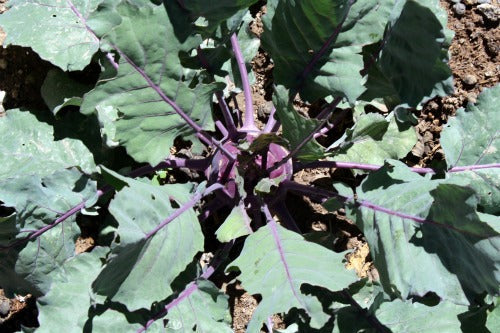 Kooky, Krunchy...Kohlrabi