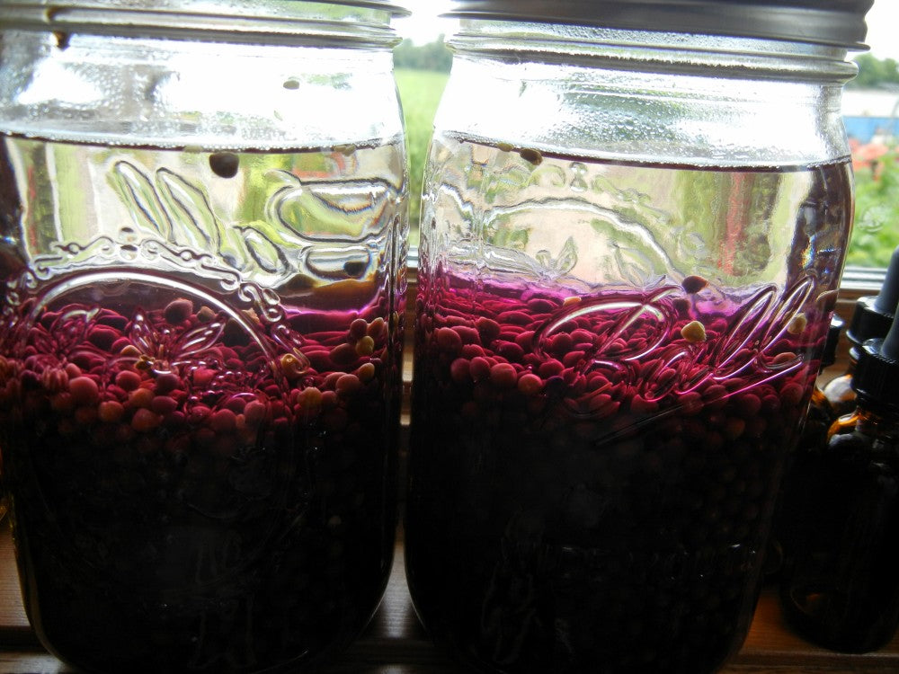 Making Elderberry Tinctures