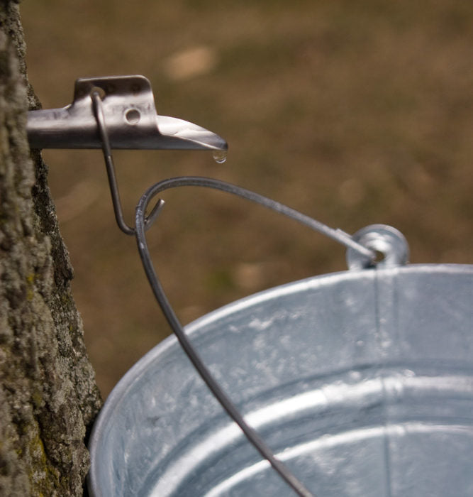 Maple Syrup On My Mind