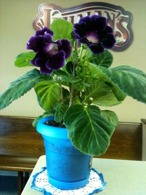 Miss Pearl's Gloxinia