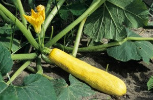 More Babies and Blossoms (of Summer Squash)