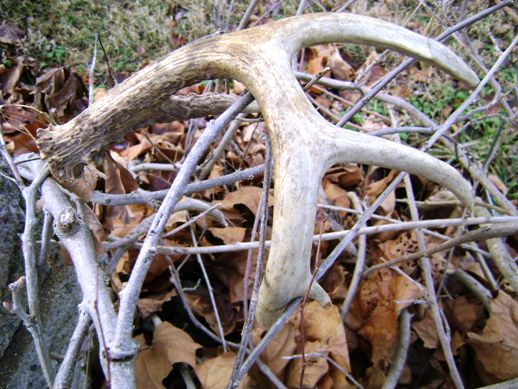 On the Hunt for Shed Antlers
